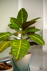 Green houseplant with broad variegated leaves grows in a white pot indoors, adding natural greenery to a bright room, grainy film texture, high quality photo © Дмитрий Швец