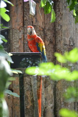 parrot © Andrea