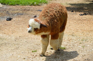 Fototapeta premium alpaca