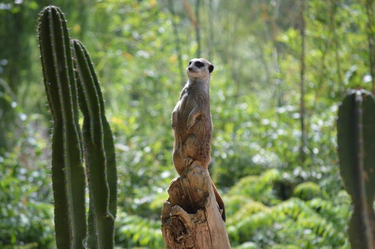 meerkat