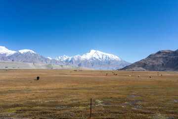 Fototapeta premium pamir plateau snow mountains and grassland landscape