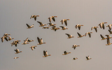 Large flock of greylag geese migrates in unison through a warm overcast sky © LeonHansenPhoto