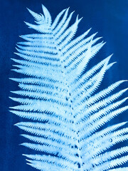 One fern leaf made in cyanotype technique © Egle