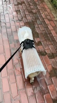 Funny Corgi Wrapped in Bubble Wrap Packaging Walking Outdoors