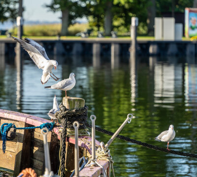 Seem&ouml;wen (Larinae) im morgendlichen Sonnenlicht an und auf einem Holzsegler im Hafen von Lauterbach, R&uuml;gen, Mecklenburg-Vorpommern, Deutschland