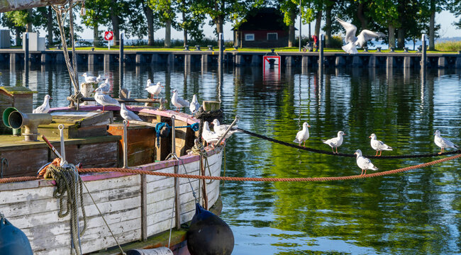Seem&ouml;wen (Larinae) im morgendlichen Sonnenlicht an und auf einem Holzsegler im Hafen von Lauterbach, R&uuml;gen, Mecklenburg-Vorpommern, Deutschland