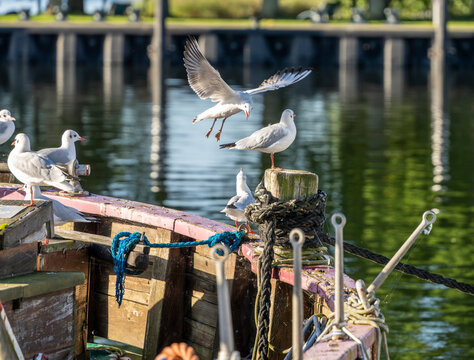 Seem&ouml;wen (Larinae) im morgendlichen Sonnenlicht an und auf einem Holzsegler im Hafen von Lauterbach, R&uuml;gen, Mecklenburg-Vorpommern, Deutschland