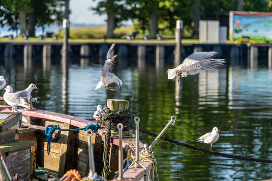 Seem&ouml;wen (Larinae) im morgendlichen Sonnenlicht an und auf einem Holzsegler im Hafen von Lauterbach, R&uuml;gen, Mecklenburg-Vorpommern, Deutschland