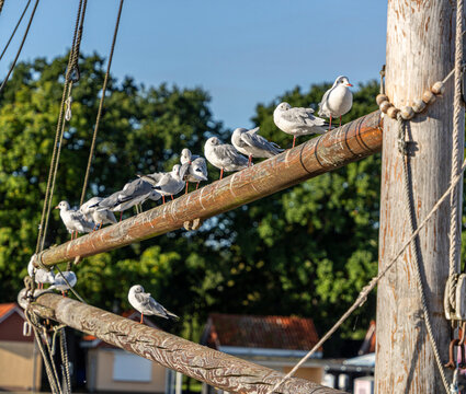 Seem&ouml;wen (Larinae) im morgendlichen Sonnenlicht an und auf einem Holzsegler im Hafen von Lauterbach, R&uuml;gen, Mecklenburg-Vorpommern, Deutschland