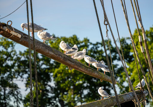 Seem&ouml;wen (Larinae) im morgendlichen Sonnenlicht an und auf einem Holzsegler im Hafen von Lauterbach, R&uuml;gen, Mecklenburg-Vorpommern, Deutschland