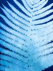 One fern leaf made in cyanotype technique © Egle