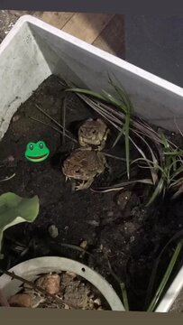 Two toads siting in a plant pot