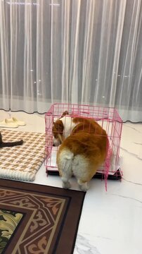 A Corgi dog watching a grumpy British Shorthair cat in a living room
