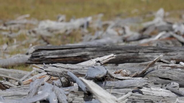 Snow bunting sitting on a tree, close-up. Tundra. Yakutia