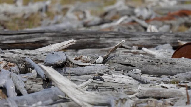 Snow bunting sitting on a tree, close-up. Tundra. Yakutia