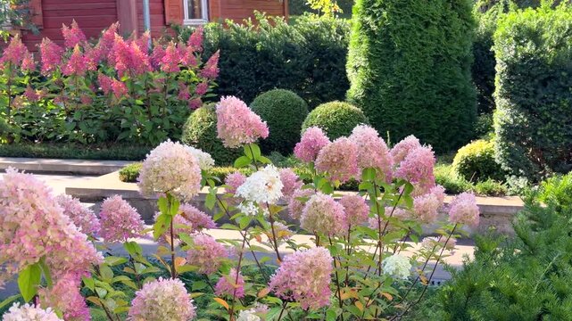 A stunning autumn garden showcasing pink and white panicle hydrangeas in full bloom alongside neatly pruned conifers and shrubs.