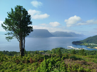 Single pine tree standing on top of Leirvagfjellet mountain with a scenic fjord view. High angle view of Storfjorden and distant mountains from Leirvagfjellet viewpoint in Norway. © vaitekune