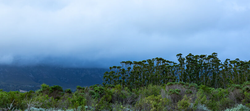overcast  sky and clouds descending Klein Mountain, stand of trees in foreground, Stanford, South Africa