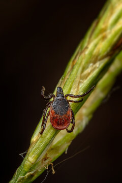 Common Tick - Ixodes ricinus, common european parasitical arachnid native to the forests and meadows of Europe, Czech Republic.
