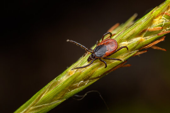 Common Tick - Ixodes ricinus, common european parasitical arachnid native to the forests and meadows of Europe, Czech Republic.