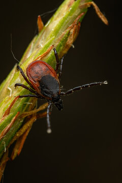 Common Tick - Ixodes ricinus, common european parasitical arachnid native to the forests and meadows of Europe, Czech Republic.
