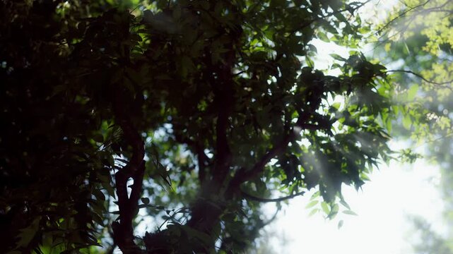 Breathtaking natural scenery; sunlight streaming through the foliage and branches.
