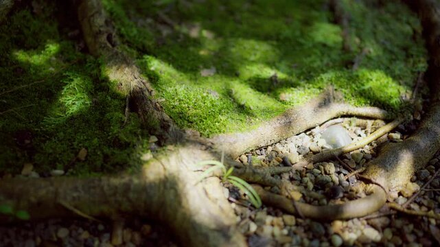 Natural plants, green forest, beautiful natural landscape in the forest park.