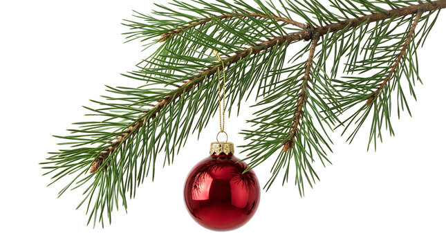 Festive red ornament hanging from a fresh green pine branch isolated on white
