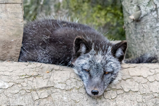 Renard argent&eacute; ( IA bruit )