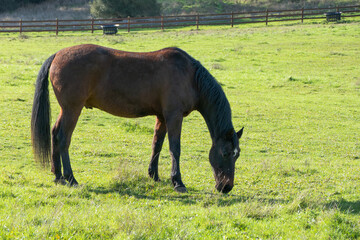 Beautiful brown horse with black mane grazing on lush green grass in a sunny countryside pasture, peaceful rural farm landscape with wooden fencing and natural surroundings in Northern California. © mook