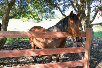 Beautiful brown horse with long black mane standing behind a rustic wooden fence under shady trees on a peaceful countryside ranch in Bodega Bay, Northern California. © mook