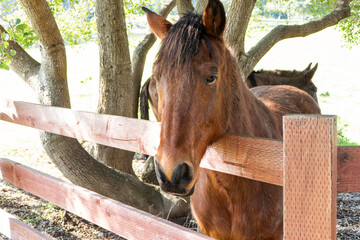 Beautiful brown horse with long black mane standing behind a rustic wooden fence under shady trees on a peaceful countryside ranch in Bodega Bay, Northern California. © mook