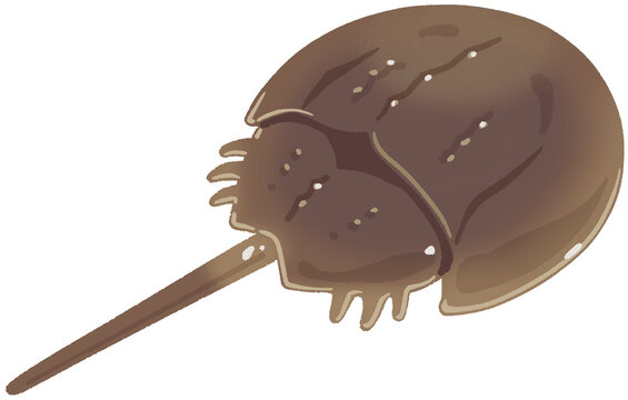 カブトガニ
