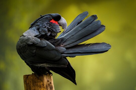 Black and red parrot perched on wooden post in lush green forest setting