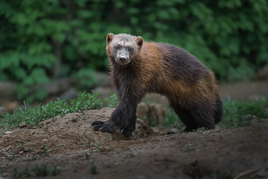 Wolverine