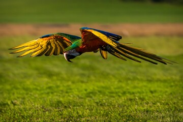 Vibrant red macaw parrot perched outdoors in natural green forest lighting © jurra8