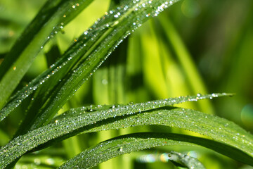 fresh green grass blades covered with sparkling morning dew droplets, illuminated by natural sunlight with soft bokeh and blurred green background, capturing the freshness and beauty of nature © mook
