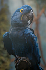 Hyacinth macaw © svobodacontributor