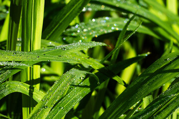 fresh green grass blades covered with sparkling morning dew droplets, illuminated by natural sunlight with soft bokeh and blurred green background, capturing the freshness and beauty of nature © mook