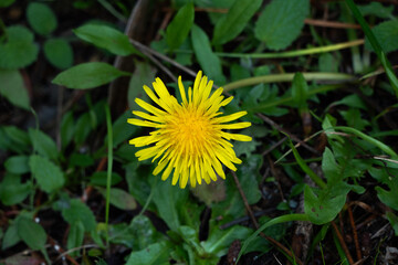 Close-up of a vibrant yellow dandelion flower (Taraxacum officinale) blooming among lush green leaves in Northern California. Beautiful wildflower in its natural habitat with soft background. © mook