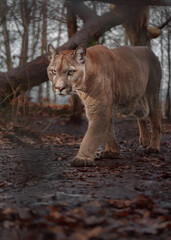 Cougar © svobodacontributor