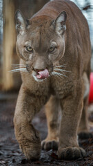 Cougar © svobodacontributor