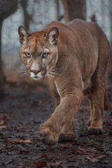Cougar © svobodacontributor
