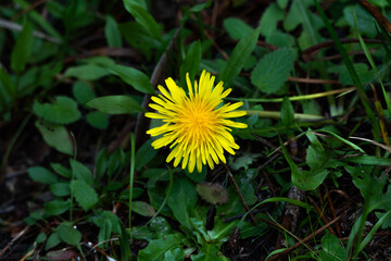 Close-up of a vibrant yellow dandelion flower (Taraxacum officinale) blooming among lush green leaves in Northern California. Beautiful wildflower in its natural habitat with soft background. © mook