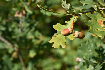 An acorn on a branch. Oak acorns, in a grove or forest. Close up view of green leaves oak tree branch with acorns on colored background. Autumn season. Space for text. Stock photos. selective focus. © Oleksandr Filatov