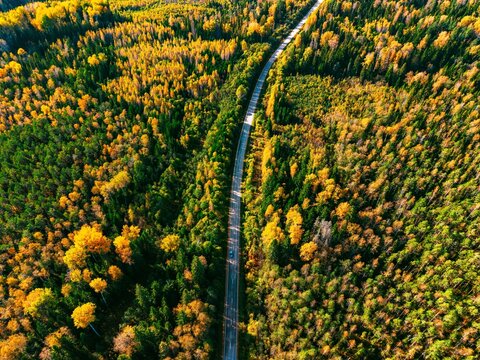 Aerial view of winding road through vibrant autumn forest with multicolored leaves