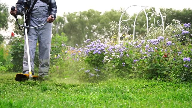 Gardener uses trimmer near blooming purple flowers. White arched trellis frames the garden bed. Dust swirls around the cutting head as grass is trimmed. Person focuses on shaping the garden edge