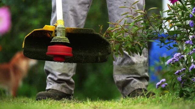 Man trims grass near purple flowers. Dog watches from nearby. Tools cut weeds with precision. Garden care in action. Routine garden maintenance. Lush greenery, vivid blooms