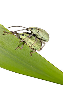 Two green weevil insects mating on green leaf cutout on white surface