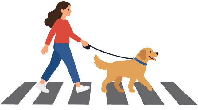 Flat vector illustration of young woman in red sweater walking friendly golden retriever dog on leash across pedestrian zebra crosswalk on white background for urban pet safety concept